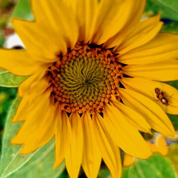 Sonnenblume - Topic Bild